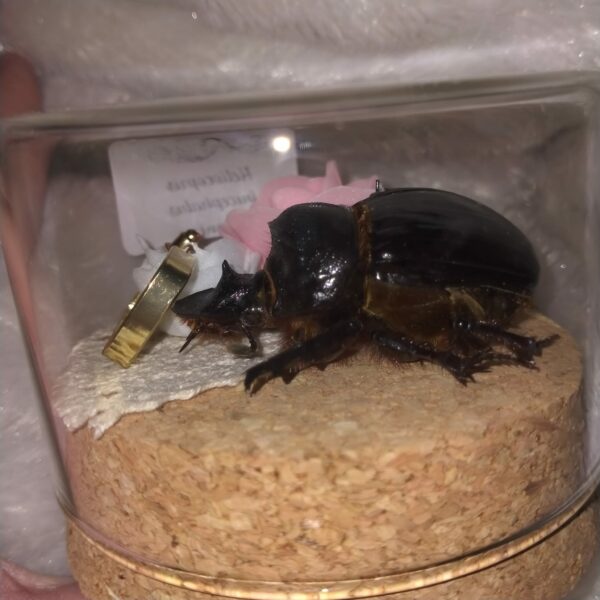 Fiole entomologique d'un Heliocopris bucephalus et ses boucles d'oreilles – Image 5
