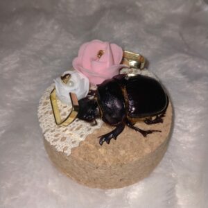 Fiole entomologique d'un Heliocopris bucephalus et ses boucles d'oreilles