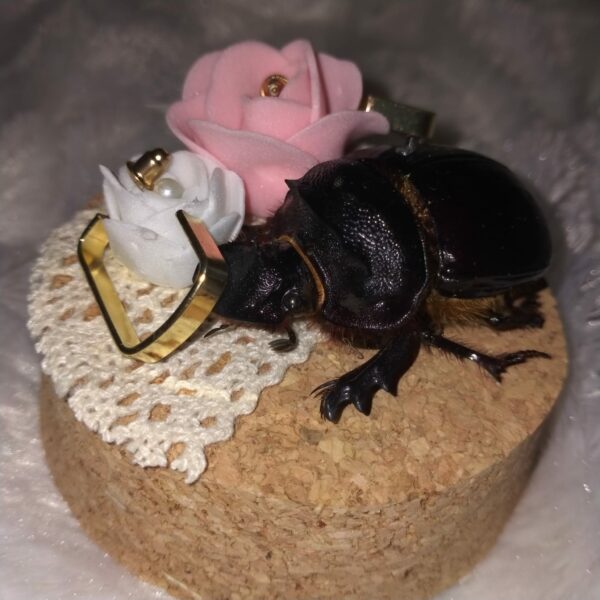 Fiole entomologique d'un Heliocopris bucephalus et ses boucles d'oreilles – Image 4