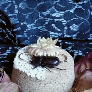 Fiole entomologique d'un petit mâle Ceratoryctoderus candezei