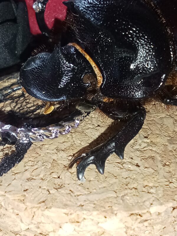 Fiole entomologique d'un Heliocopris bucephalus tout en romantisme – Image 6