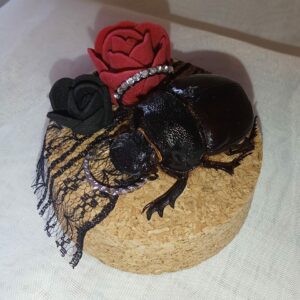Fiole entomologique d'un Heliocopris bucephalus tout en romantisme