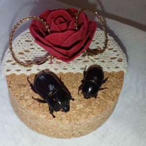 Fiole entomologique d'un couple de Clyster itys et ses boucles dorées