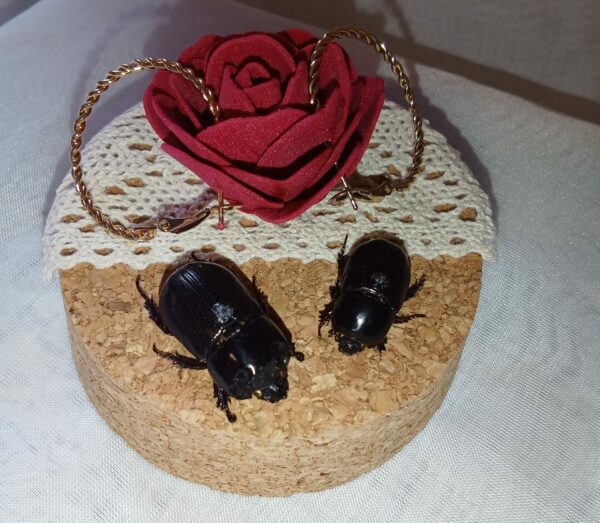 Fiole entomologique d'un couple de Clyster itys et ses boucles dorées
