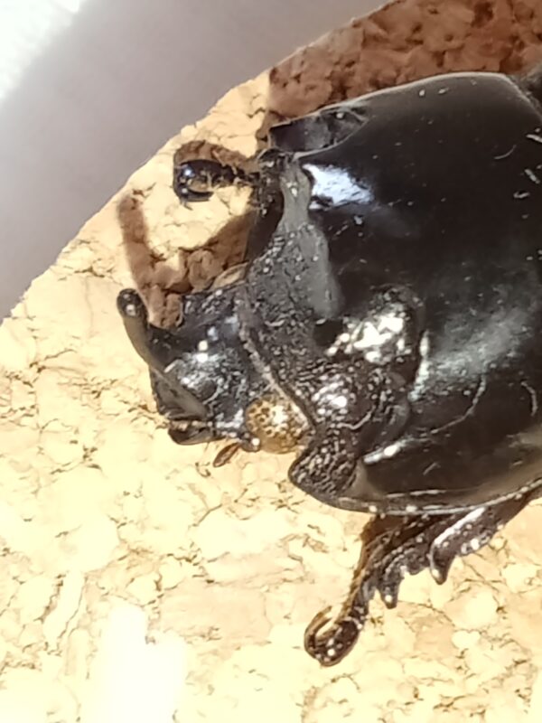 Fiole entomologique d'un couple de Clyster itys et ses boucles dorées – Image 5