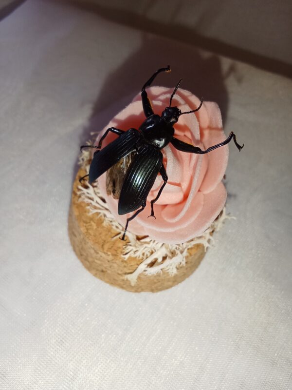 Fiole entomologique d'un Tenebrion – Image 2