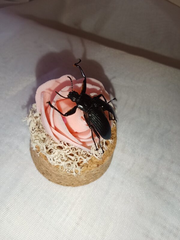 Fiole entomologique d'un Tenebrion – Image 3