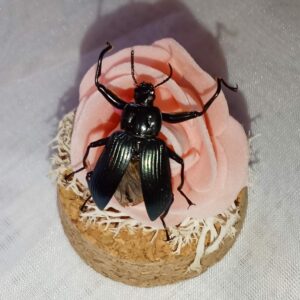 Fiole entomologique d'un Tenebrion
