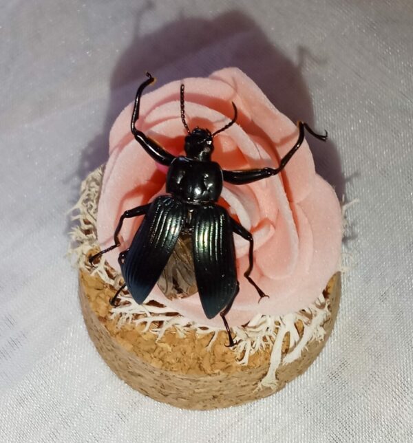 Fiole entomologique d'un Tenebrion