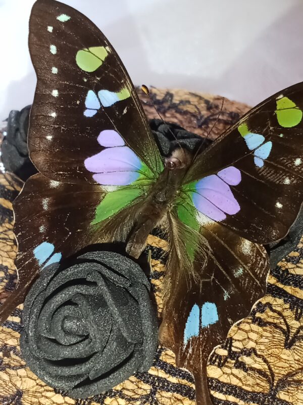 Fiole entomologique d'un Graphium weiskei dans son champ de roses et sa bague – Image 5