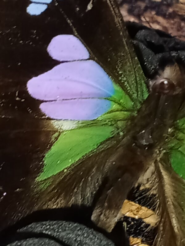 Fiole entomologique d'un Graphium weiskei dans son champ de roses et sa bague – Image 6