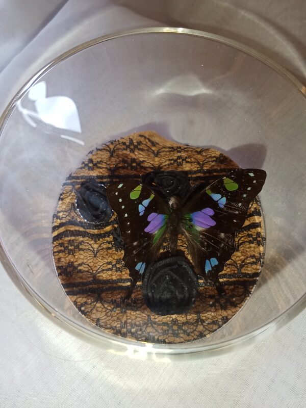 Fiole entomologique d'un Graphium weiskei dans son champ de roses et sa bague – Image 7